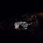 P1000497.jpg (Day 11: Animal Kingdom)