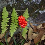 20110916_DSC_6050 (PA Day)