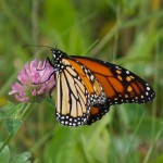 20110921_DSC_6075 – Version 2 (Back on the Road)