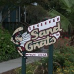 DSC_5807.jpg (Day 15: Part 3–Savannah Sand Gnats)