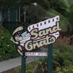 DSC_5807_thumb.jpg (Day 15: Part 3–Savannah Sand Gnats)