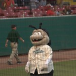 DSC_5816.jpg (Day 15: Part 3–Savannah Sand Gnats)