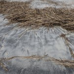 P1000681.jpg (Day 16: The Beach and Lighthouse)