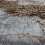 P1000681_thumb.jpg (Day 16: The Beach and Lighthouse)