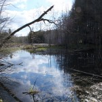 20110927_DSC_6173 (Kinghurst Forest Nature Reserve)