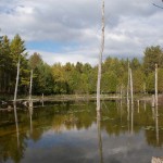 20110927_DSC_6176 (Kinghurst Forest Nature Reserve) 20110927_DSC_6176 (Kinghurst Forest Nature Reserve)