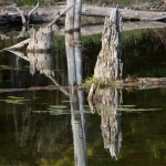 20110927_DSC_6184 (Kinghurst Forest Nature Reserve)