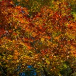 20110928_DSC_6198 (Kinghurst Forest Nature Reserve)