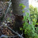 20110928_DSC_6199 (Kinghurst Forest Nature Reserve)