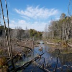 20110928_DSC_6200 (Kinghurst Forest Nature Reserve)