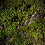 20110928_DSC_6206 (Kinghurst Forest Nature Reserve)