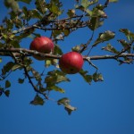 20110928_DSC_6207 (Kinghurst Forest Nature Reserve)
