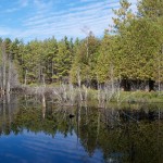 20110928_DSC_6210 (Kinghurst Forest Nature Reserve)