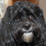 20111001_DSC_0009 – Version 2 (Chloe Around The House)