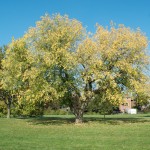 20111009_DSC_0069 (Great Thanksgiving Weekend)