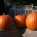 20111023_DSC_0171 (Mount Brydges Area)