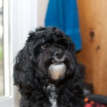 20111030_DSC_0260 (Pumpkin Carvers)