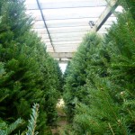 20111204_P1000769 – Version 2 (Christmas Tree)