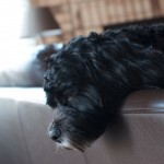 20111210_DSC_0592 (Around The House)