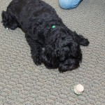 20111217_DSC_0642 (Early Christmas Dinner)