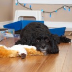 20111225_DSC_0709 (Christmas Morning) 20111225_DSC_0709 (Christmas Morning)