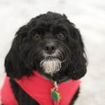 20111230_DSC_0844 – Version 2 (Finally Some Snow)