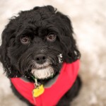 20111230_DSC_0855 – Version 2 (Finally Some Snow)