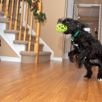 20111230_DSC_0876 – Version 2 (Finally Some Snow)