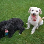 20100814_DSC_9345 – Version 2 (R.I.P. Mickey) 20100814_DSC_9345 – Version 2 (R.I.P. Mickey)