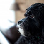 20120120_DSC_0946 (Chloe Pics)