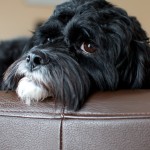 20120120_DSC_0952 (Chloe Pics)