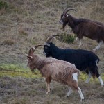 20120125_DSC_1038 – Version 2 (Saturna Wildlife)