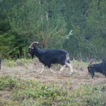 20120125_DSC_1044 – Version 2 (Saturna Wildlife)