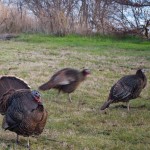 20120126_DSC_1052 – Version 2 (Touring Saturna Island)