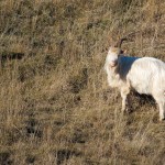 20120126_DSC_1055 – Version 2 (Touring Saturna Island)