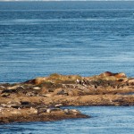 20120126_DSC_1094 – Version 2 (Touring Saturna Island)