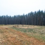 20120314_D7K_1303 (Kejimkujik 2)