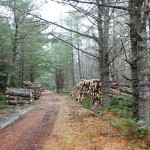 20120314_D7K_1308 (Kejimkujik 2)