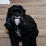 20120329_D7K_1400 (Haircut)