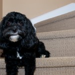 20120329_D7K_1403 (Haircut)