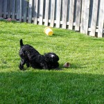 20120409_D7K_1458 (Gardening)