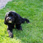 20120409_D7K_1469 (Gardening)