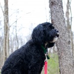 20120414_D7K_1481 (Rattray Marsh Clean-up)