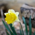 20120414_D7K_1495 (Rattray Marsh Clean-up)