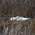 20120414_D7K_1497 (Rattray Marsh Clean-up)