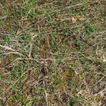 20120416_D7K_1526 (Kinghurst)