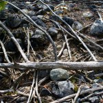 20120416_D7K_1527 (Kinghurst)