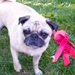 20120701_D7K_2074 (Rainwater Ribfest Part 2)