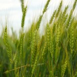 20120714_D7K_2447 (Saskatchewan Tour)