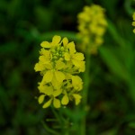 20120714_D7K_2455 (Saskatchewan Tour)